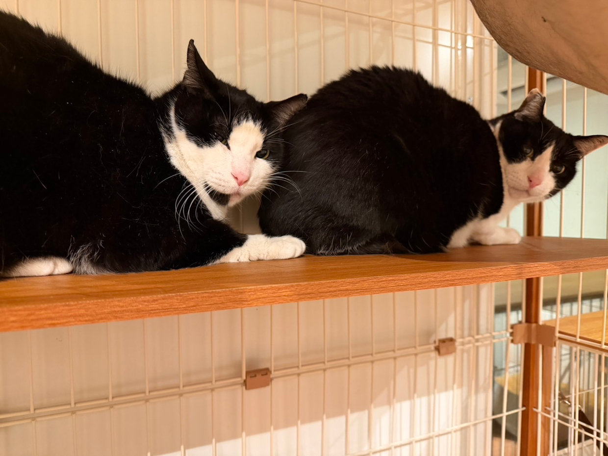 ご隠居部屋でくつろぐ猫たち