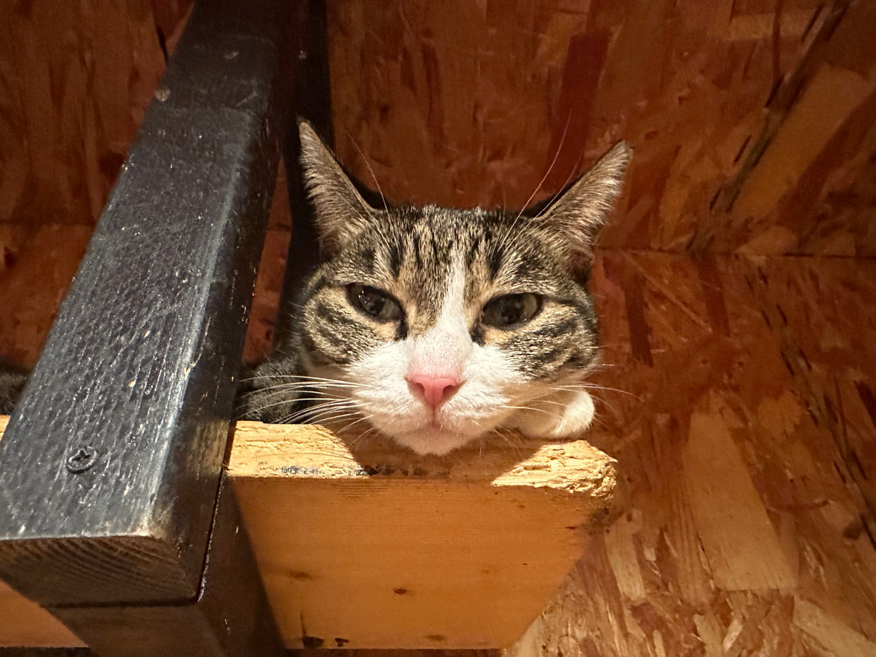 茶虎ちゃん(病気を抱える子)