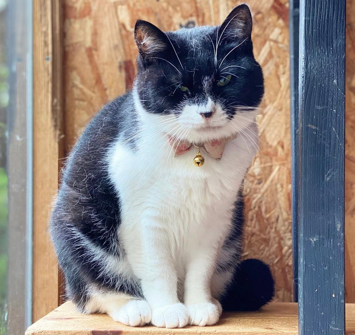 くにこさん(キジ白猫)